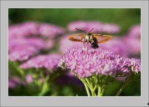 在线观看蜂鸟,空中舞者，自然界的奇迹之旅